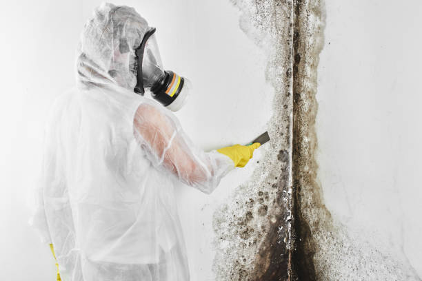 Best Mold Damage Repair  in Westlake, OH