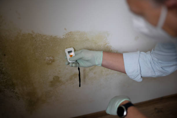 Best Mold Removal Process  in Westlake, OH