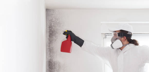 Best Mold Damage Repair  in Westlake, OH