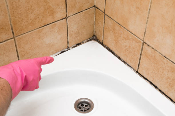 Best Certified Mold Removal  in Westlake, OH